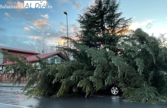 Cae un árbol de grandes dimensiones encima de un coche en Alba de