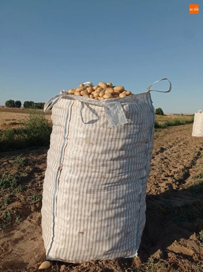 Foto 10 - Empiezan a salir grandes cantidades de patatas de Cantalpino  