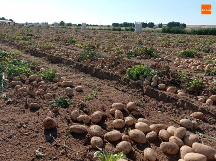 Foto 7 - Empiezan a salir grandes cantidades de patatas de Cantalpino  