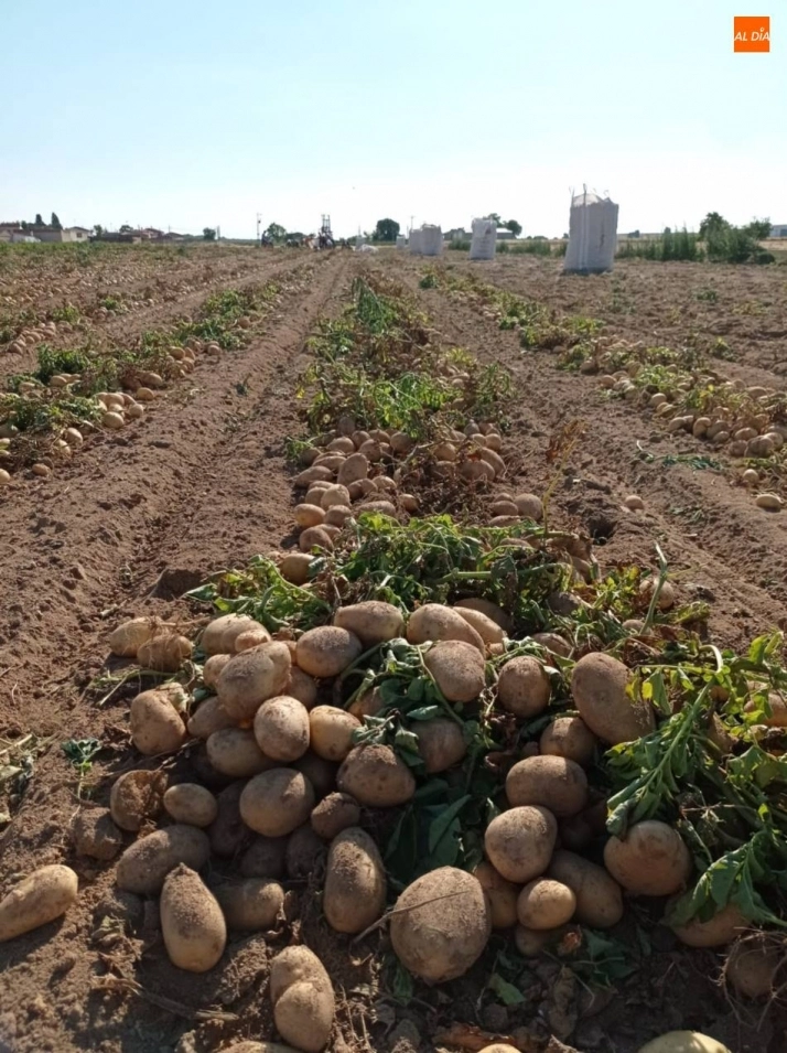 Foto 4 - Empiezan a salir grandes cantidades de patatas de Cantalpino  