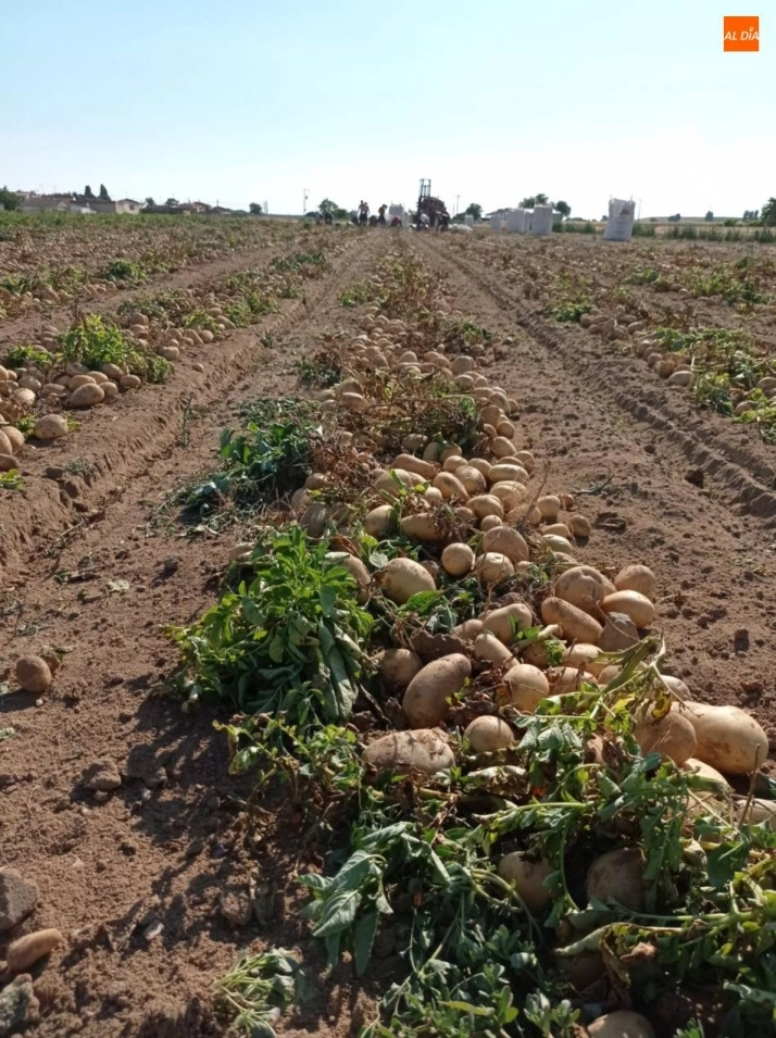 Foto 2 - Empiezan a salir grandes cantidades de patatas de Cantalpino  