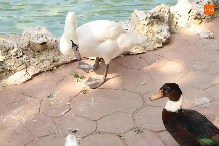 Foto 7 - El Ayuntamiento de Salamanca recupera la pareja de cisnes del Parque de La Alamedilla