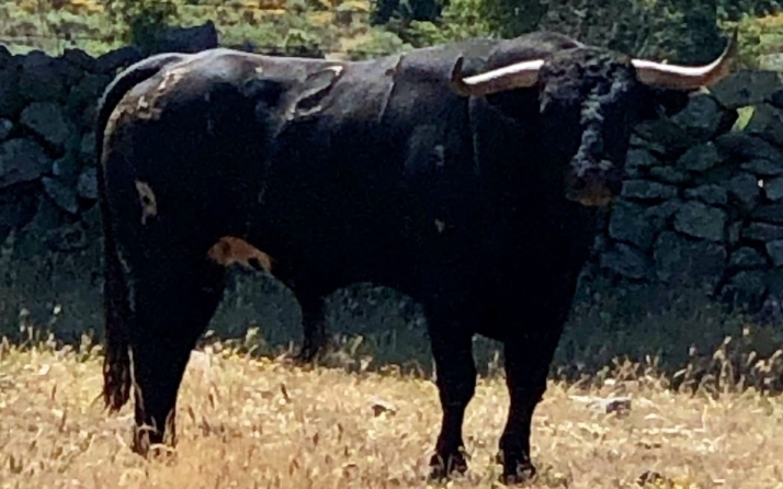 Valdeflores tendrá cuatro novillos-toroo en el festejo de recortes de Masueco previsto este sábado