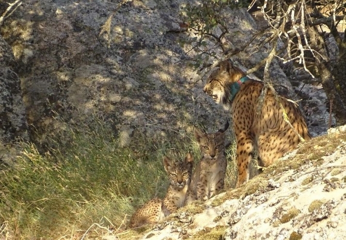 Nacen 90 cachorros de lince ibérico en Castilla la Mancha
