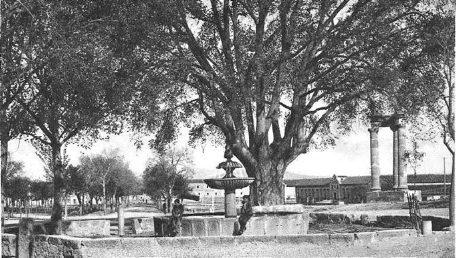 El Árbol Gordo de Ciudad Rodrigo