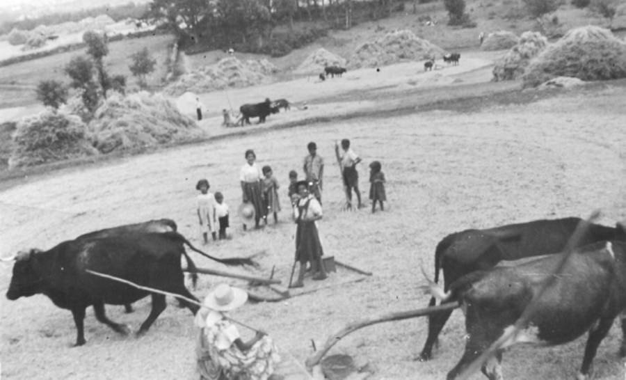 Cereceda de la Sierra y sus tareas agrícolas