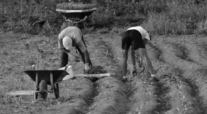 Artesanía agrícola