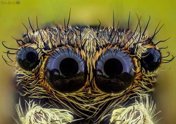 Últimos días para visitar la exposición de fotografía macro extremo de Sancti-Spíritus  