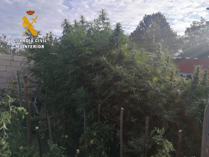 La Guardia Civil desmantela una plantación de marihuana en Bocacara  