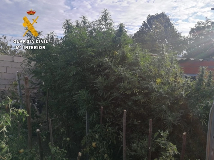 La Guardia Civil desmantela una plantación de marihuana en Bocacara  