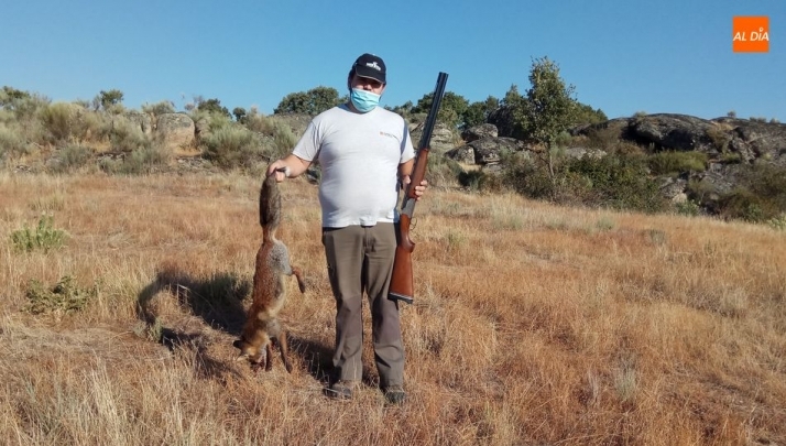El zorro se ha colocado como principal protagonista de la media veda en Villarino  