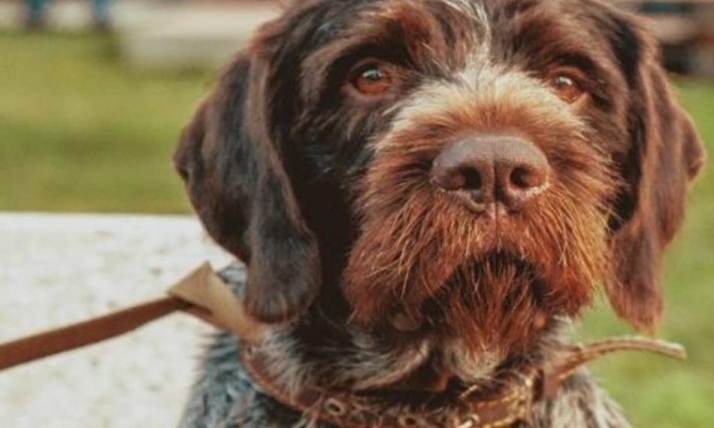 Recomendaciones para los dueños de mascotas