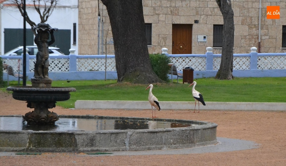 1Foto: Las cigüeñas ‘toman’ La Florida a ras de Parque  