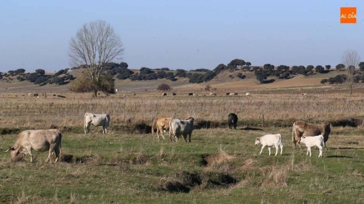 La medida beneficiará a agricultores y ganaderos que sean elegibles para recibir las ayudas directas de la PAC