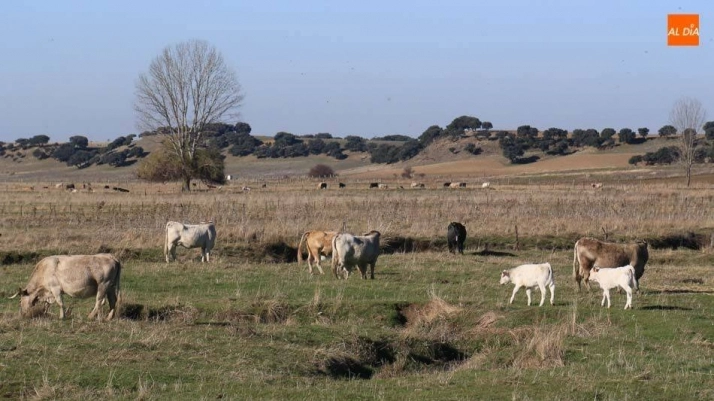 La medida beneficiará a agricultores y ganaderos que sean elegibles para recibir las ayudas directas de la PAC
