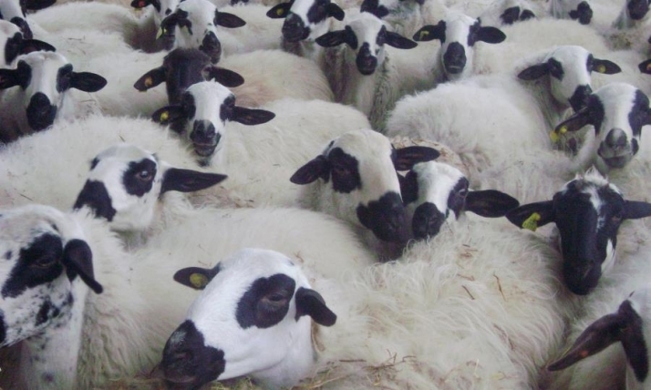 Lechazos bajo la IGP de Castilla y León. Foto de archivo