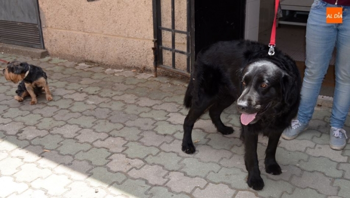 Medias a tomar con los animales de compañia