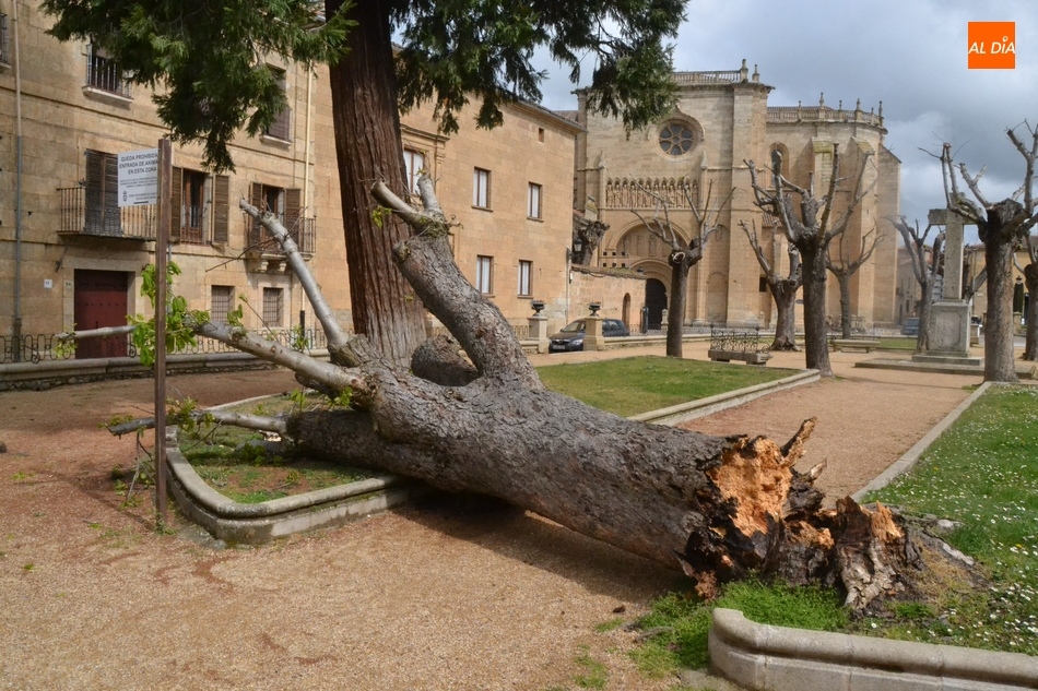 Se viene abajo uno de los árboles de la Plazuela de San Salvador  