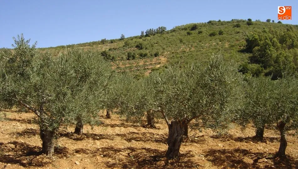 Olivares del municipio salmantino de Lagunilla