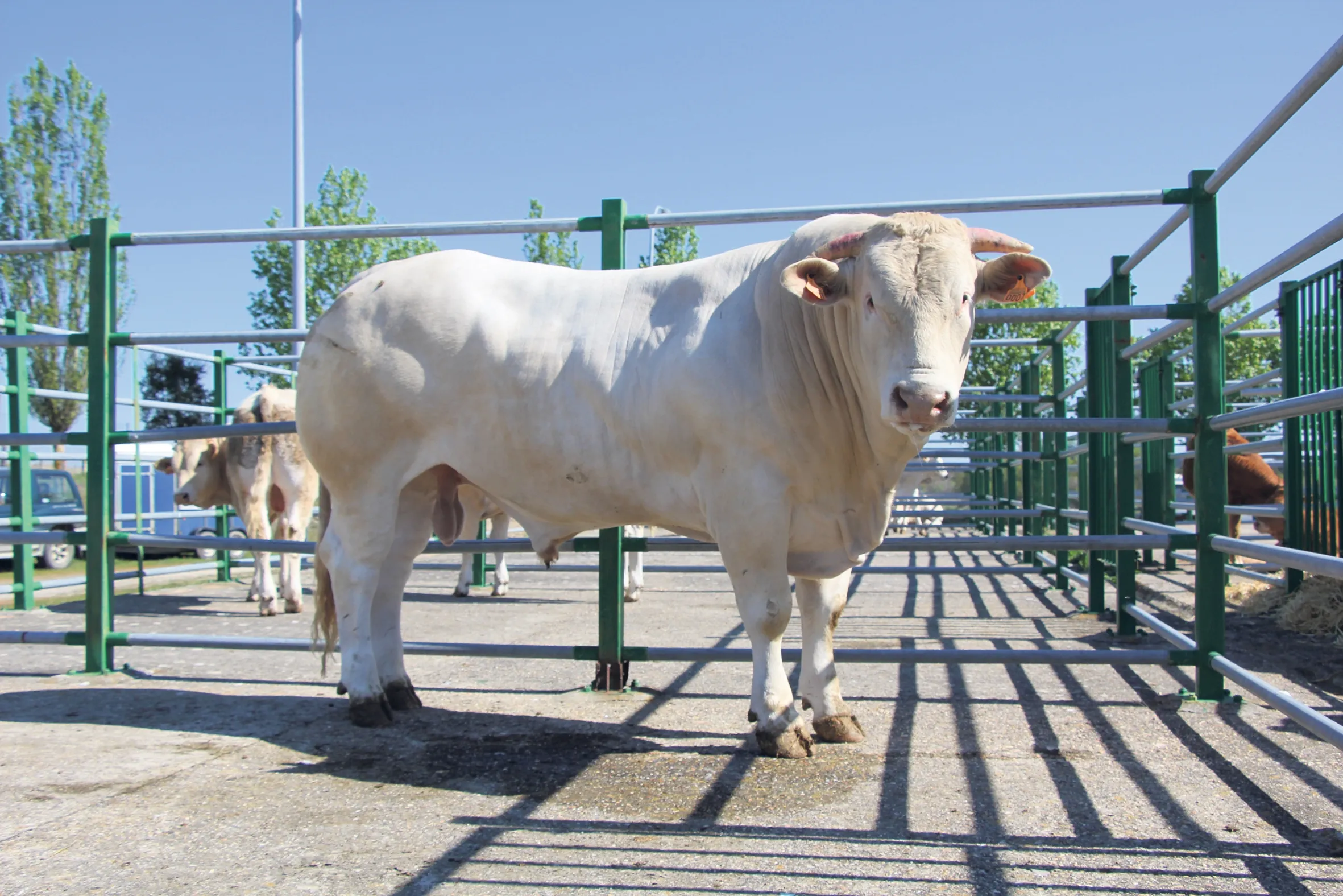 La raza charolés no faltará en la feria de Pascua de Vitigudino | CORRAL