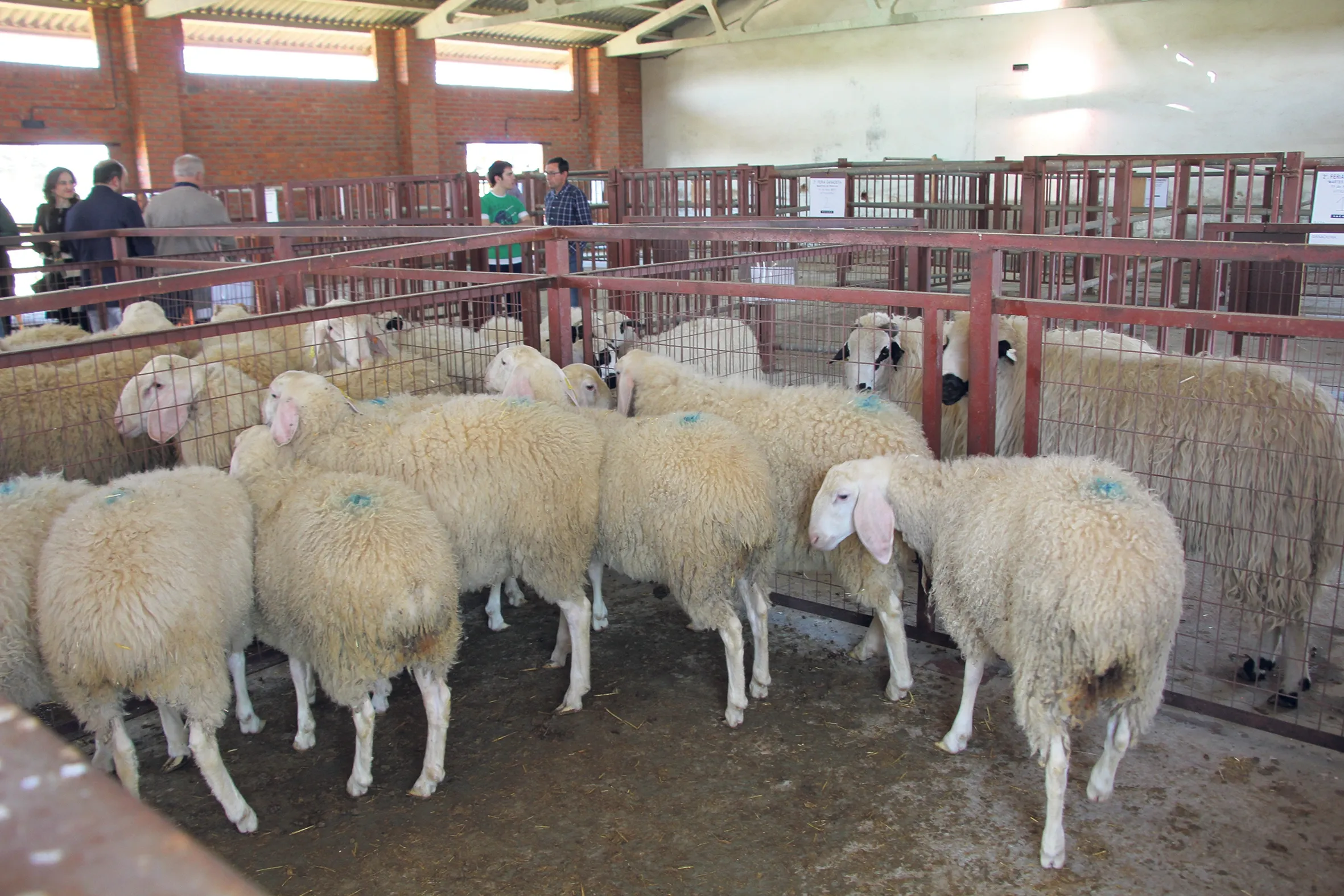 Foto 2 - La Feria de Pascua 2018 se presenta con una buena afluencia en vacuno y ovino  