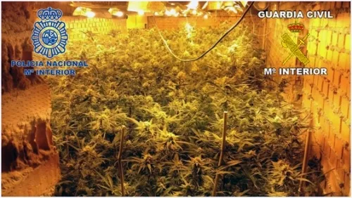 Foto 3 - Desarticulado un grupo criminal chino dedicado a la producci&oacute;n y venta de marihuana