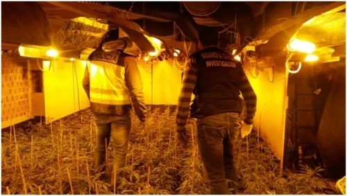 Foto 2 - Desarticulado un grupo criminal chino dedicado a la producci&oacute;n y venta de marihuana