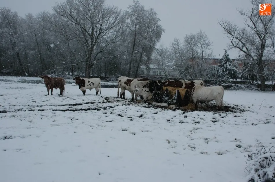 Foto 11 - La nieve sorprende en las Arribes con 12 cent&iacute;metros de espesor en Vitigudino  