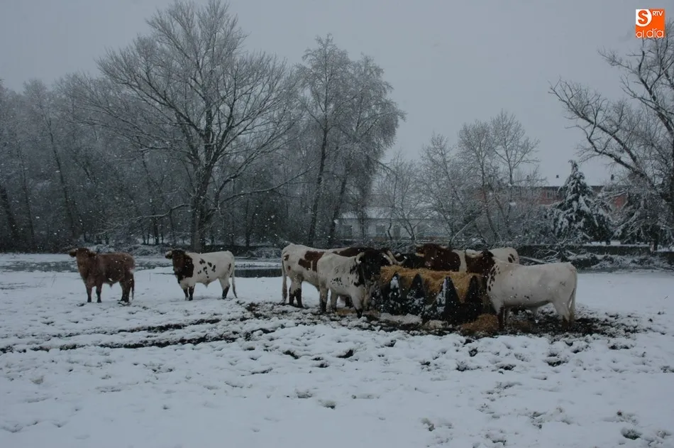 Foto 9 - La nieve sorprende en las Arribes con 12 cent&iacute;metros de espesor en Vitigudino  