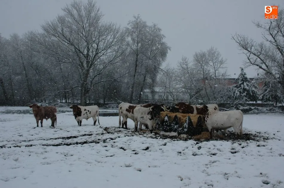 Foto 9 - La nieve complica el tr&aacute;fico en las autov&iacute;as y carreteras salmantinas