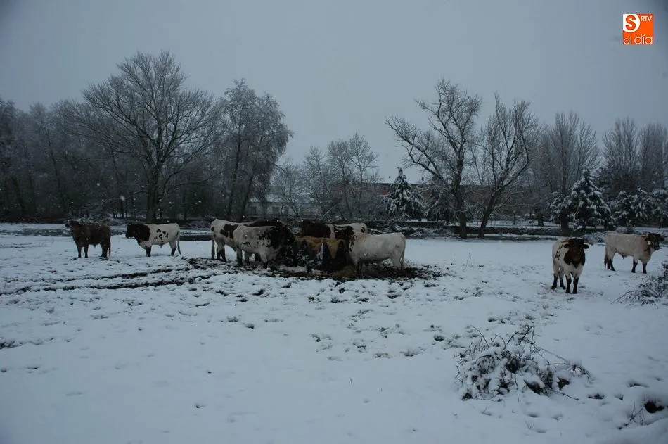 Foto 6 - La nieve complica el tr&aacute;fico en las autov&iacute;as y carreteras salmantinas