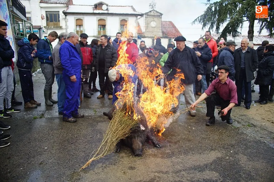 El chamuscado del animal llamó la atención de todos los presentes en la matanza de Los Santos 2018