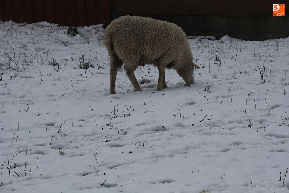Foto 8 - La nieve sorprende en las Arribes con 12 cent&iacute;metros de espesor en Vitigudino  