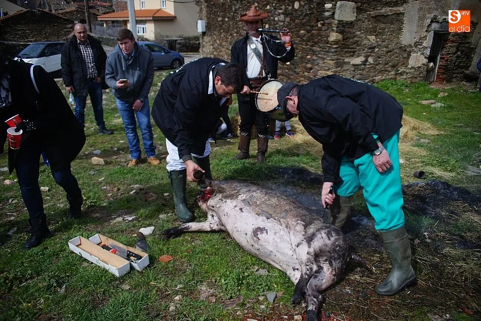 Foto 5 - Un soleado sacrificio y una multitudinaria comida despiden la temporada de matanzas
