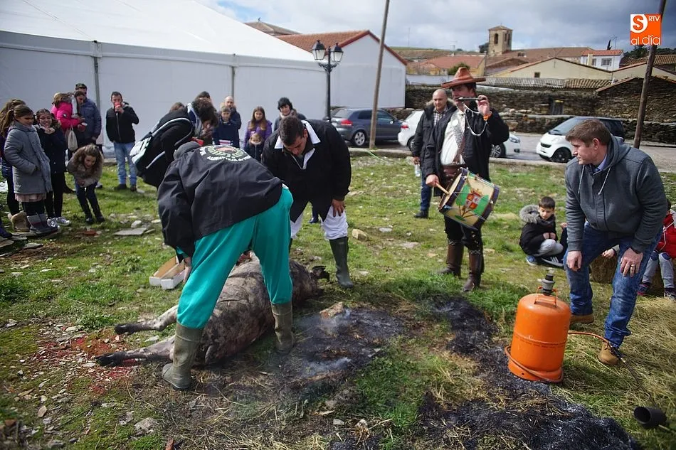 Foto 4 - Un soleado sacrificio y una multitudinaria comida despiden la temporada de matanzas