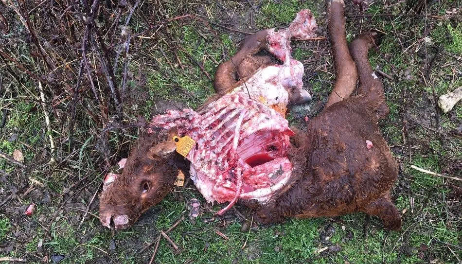 Uno de los terneros muertos por estos ataques
