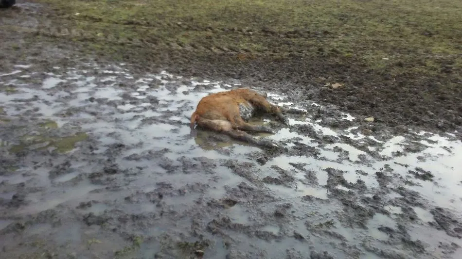 Foto 3 - Dos terneros muertos por sendos ataques de lobo en Horcajo Medianero