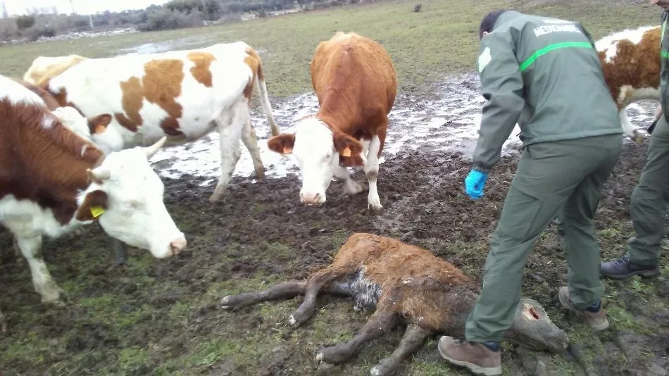 Foto 2 - Dos terneros muertos por sendos ataques de lobo en Horcajo Medianero