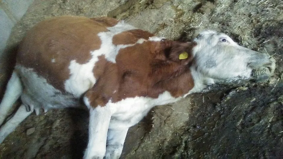 Vaca muerta días después del ataque por los daños sufridos y el estrés