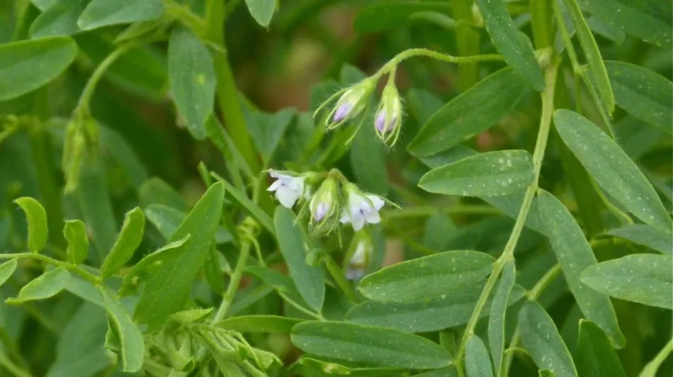 Flor de la lenteja. Foto: ULE