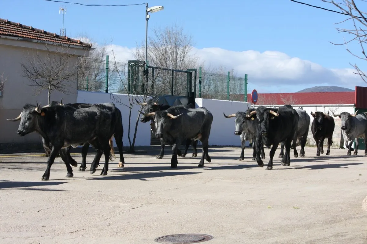 Foto 4 - Trashumancia de moruchas de Tamames a tierras extreme&ntilde;as