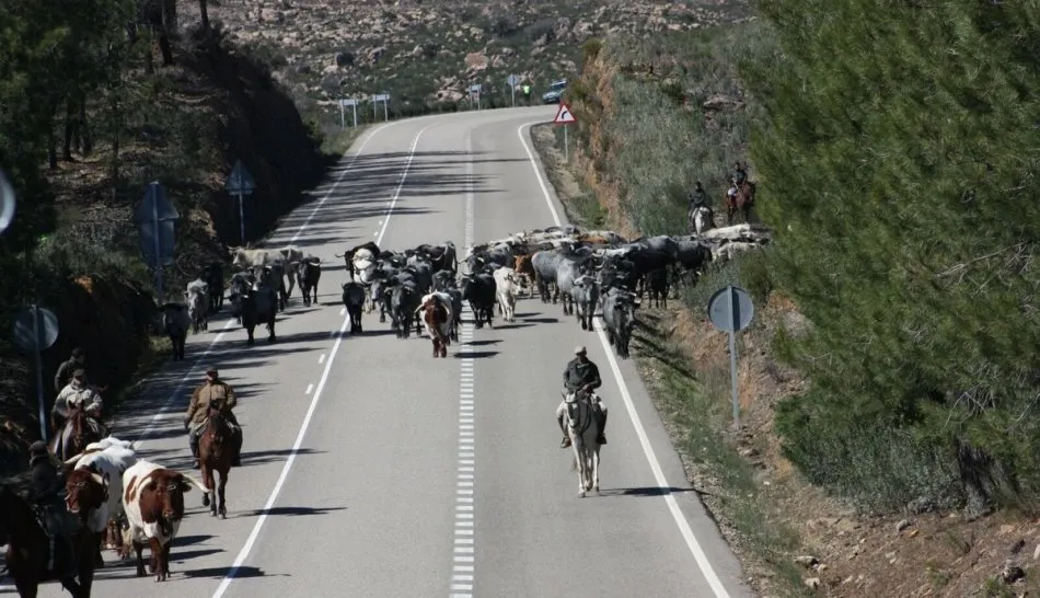 La manada, guiada por los caballistas