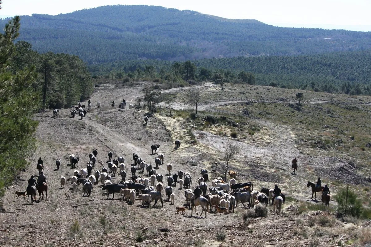 Foto 3 - Trashumancia de moruchas de Tamames a tierras extreme&ntilde;as