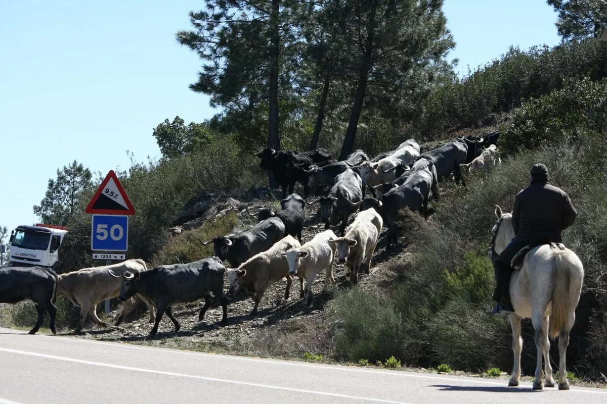Foto 2 - Trashumancia de moruchas de Tamames a tierras extreme&ntilde;as