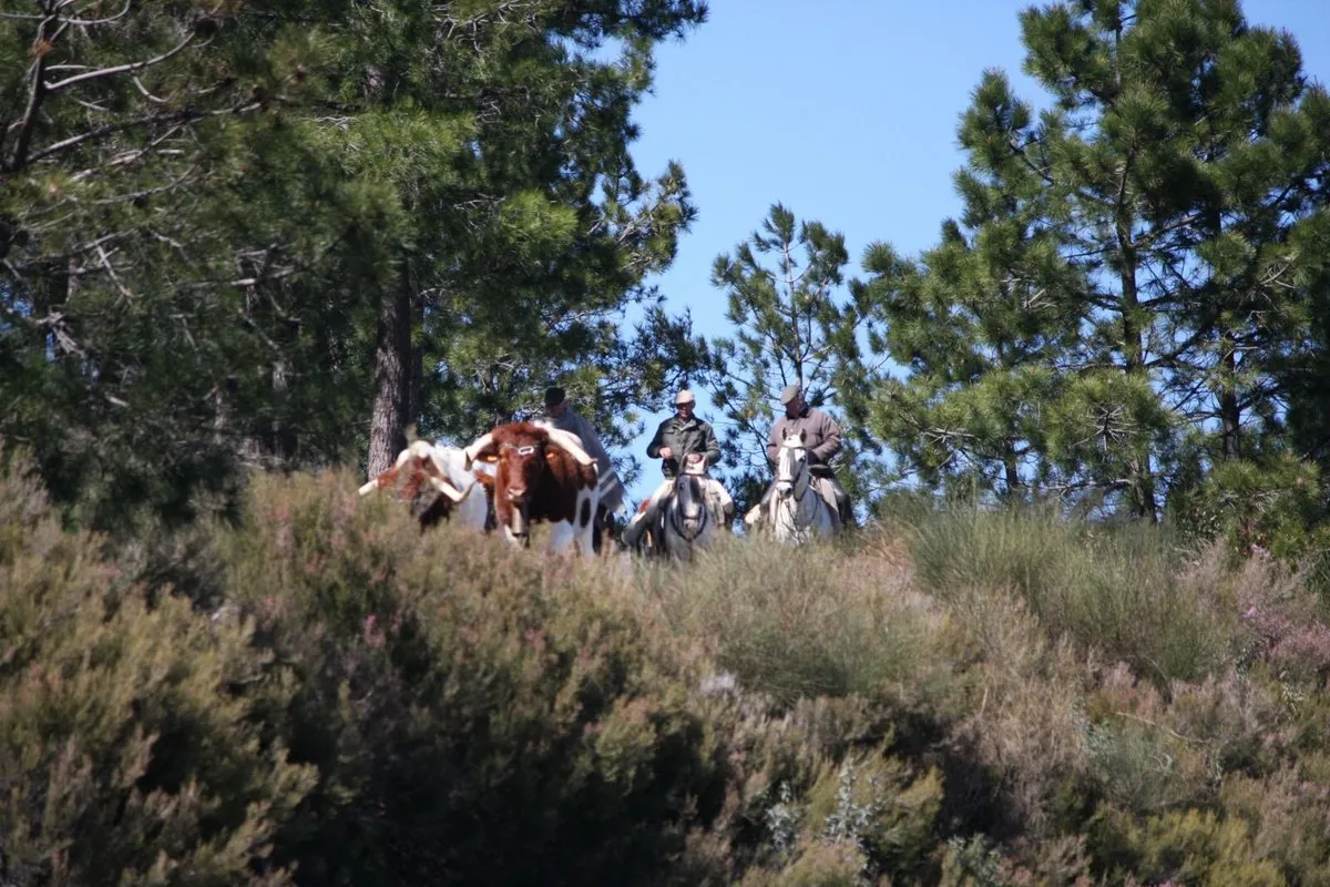 Foto 6 - Trashumancia de moruchas de Tamames a tierras extreme&ntilde;as