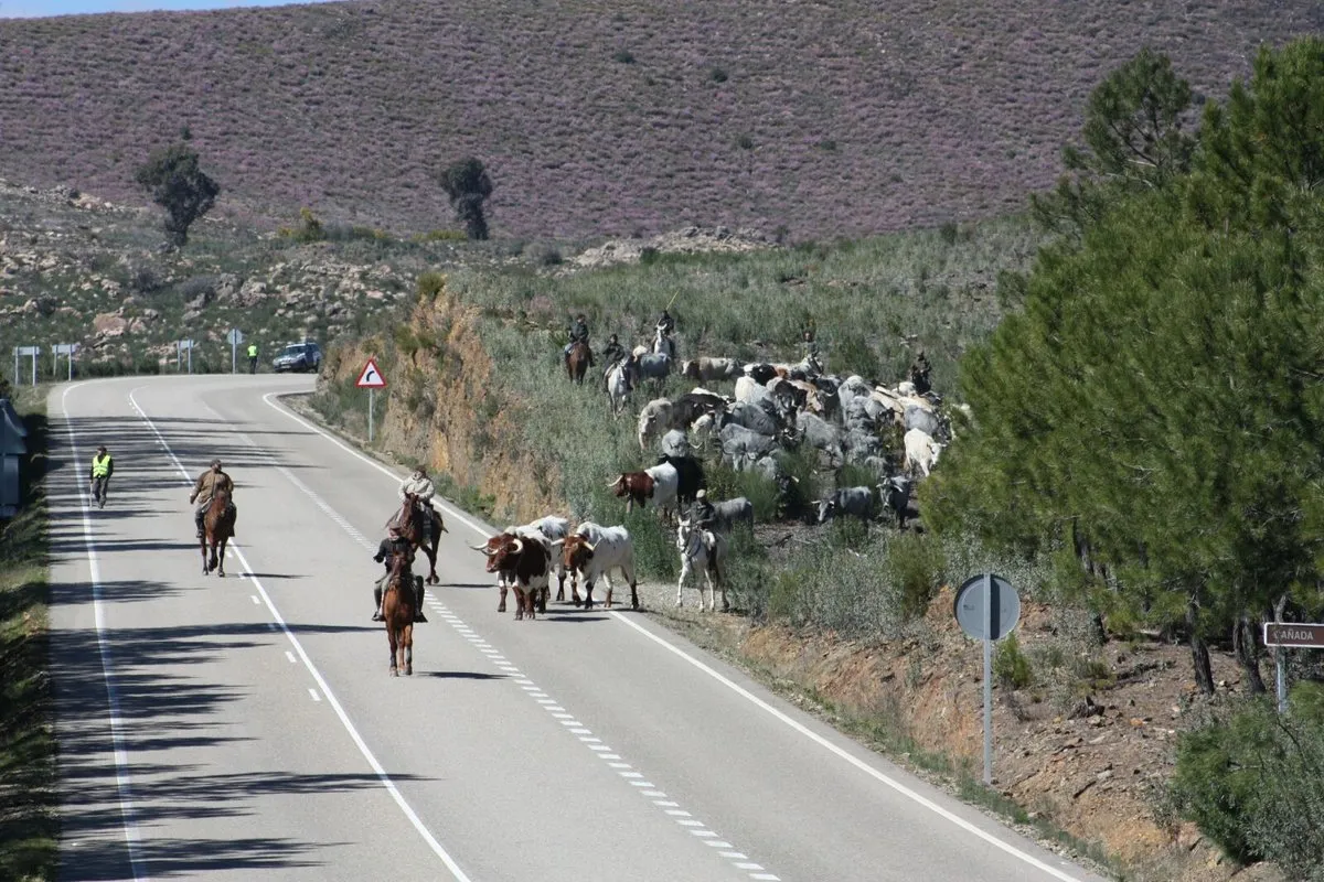 Foto 5 - Trashumancia de moruchas de Tamames a tierras extreme&ntilde;as