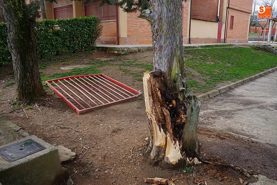 Foto 5 - La tormenta derriba parte de uno de los &aacute;rboles del colegio Miguel de Cervantes