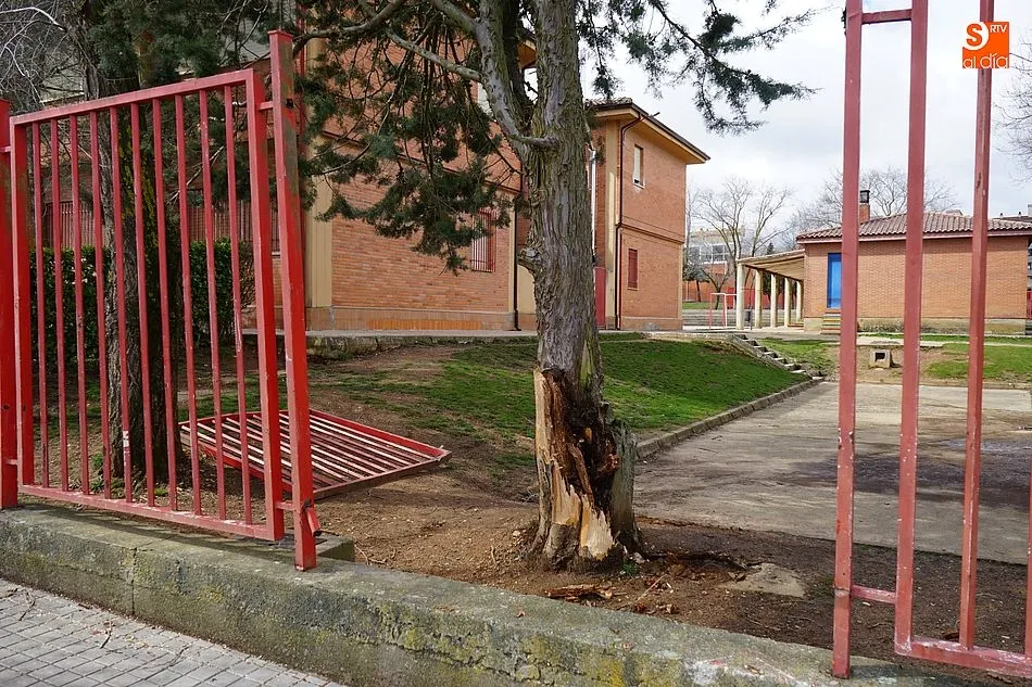 Foto 3 - La tormenta derriba parte de uno de los &aacute;rboles del colegio Miguel de Cervantes
