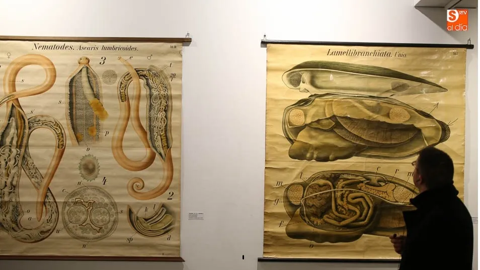 La exposición ‘Gabinete zoológico del Estudio salmantino’ continúa en el Museo de Salamanca  