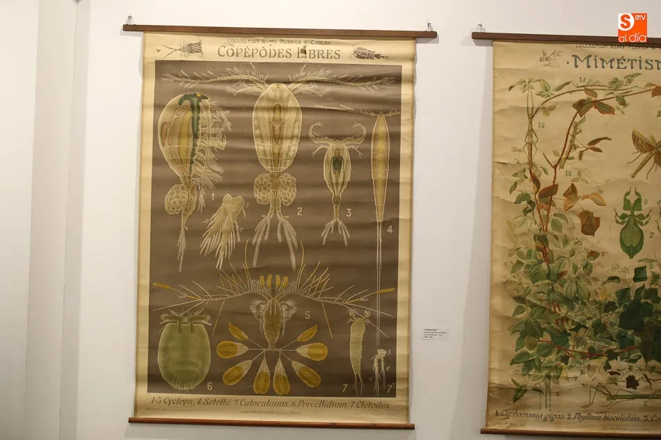 Foto 11 - La exposici&oacute;n &lsquo;Gabinete zool&oacute;gico del Estudio salmantino&rsquo; contin&uacute;a en el Museo de Salamanca  